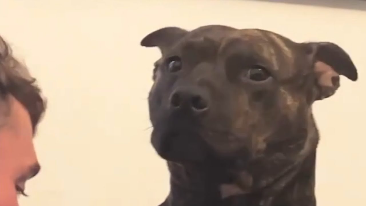 Neglected dog is so happy to be adopted