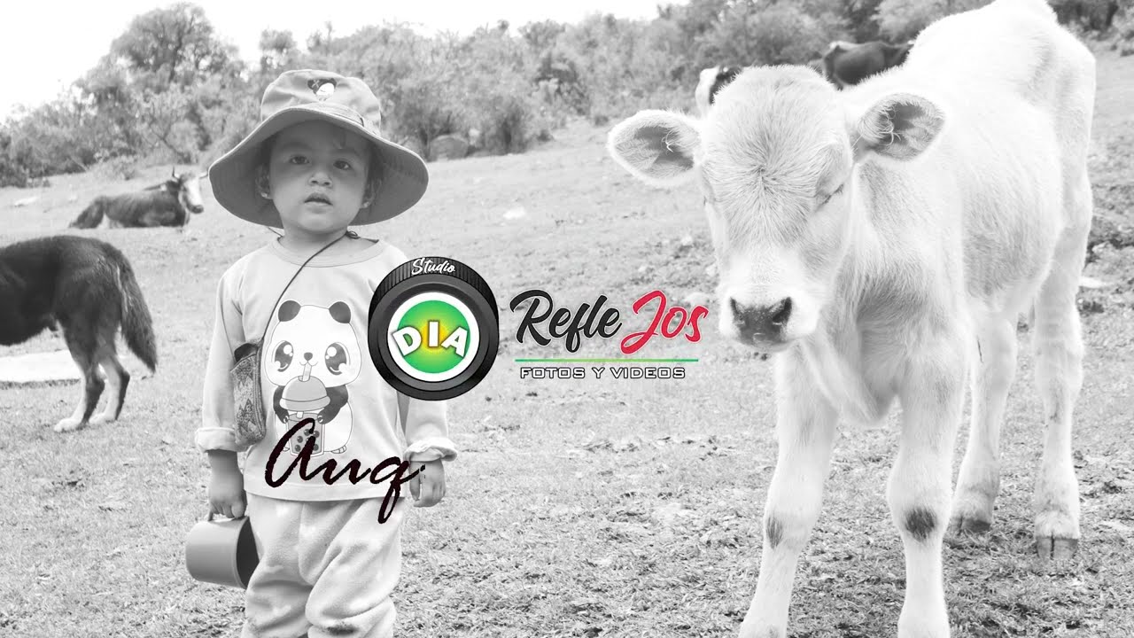 preparación de queso natural - ordeñado de vacas -leche fresca,en la sierra peruana .