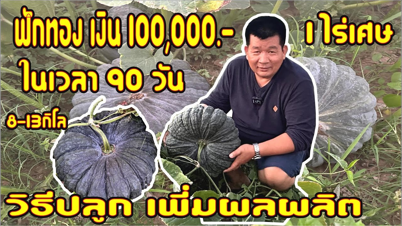 EP.121#ปลูกฟักทองเงิน100,000ใช้เวลา 90วันในที่ดิน1ไร่เศษผลผลิตลูกละ8-13กิโลกรัม#วิธีปลูกเพิ่มผลผลิต