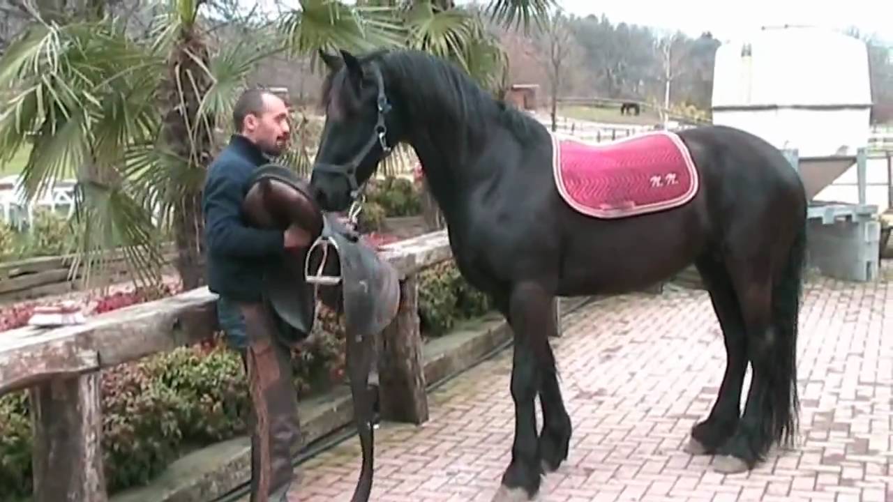 Francesco Vedani Equitazione - Tranquillizzare un cavallo impaurito 3 parte