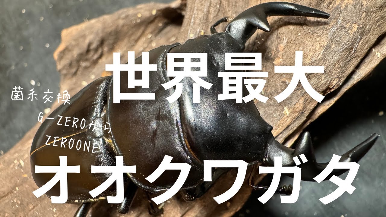 グランディスオオクワガタの菌糸交換【1回目。菌糸変更】