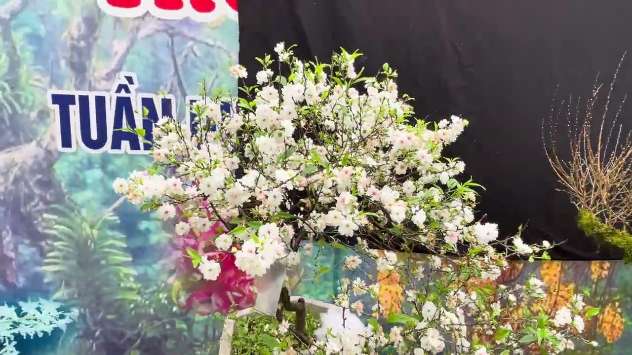 SỐ 07 NHẤT CHI MAI ĐÓN TẾT 2026 ĐANG SIÊU NỤ HOA GIÁ CHỈ TỪ 400 K MỘT CÂY Ạ !