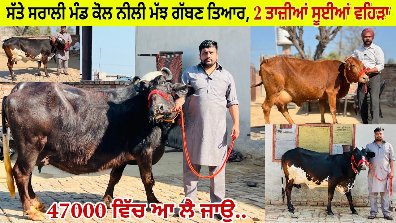 ਸੱਤੇ ਕੋਲ 3 ਪਸ਼ੂ ਵਿਕਾਊ 1 ਨੀਲੀ ਰਾਵੀ ਮੱਝ ਗੱਬਣ ਤਿਆਰ 3‌ ਵਹਿੜਾ ਤਾਜ਼ੀਆਂ ਸੂਈਆਂ ਪਿੰਡ ਨਿੱਕੀ ਸਰਹਾਲੀ ਮੰਡ ਤਰਨਤਾਰਨ