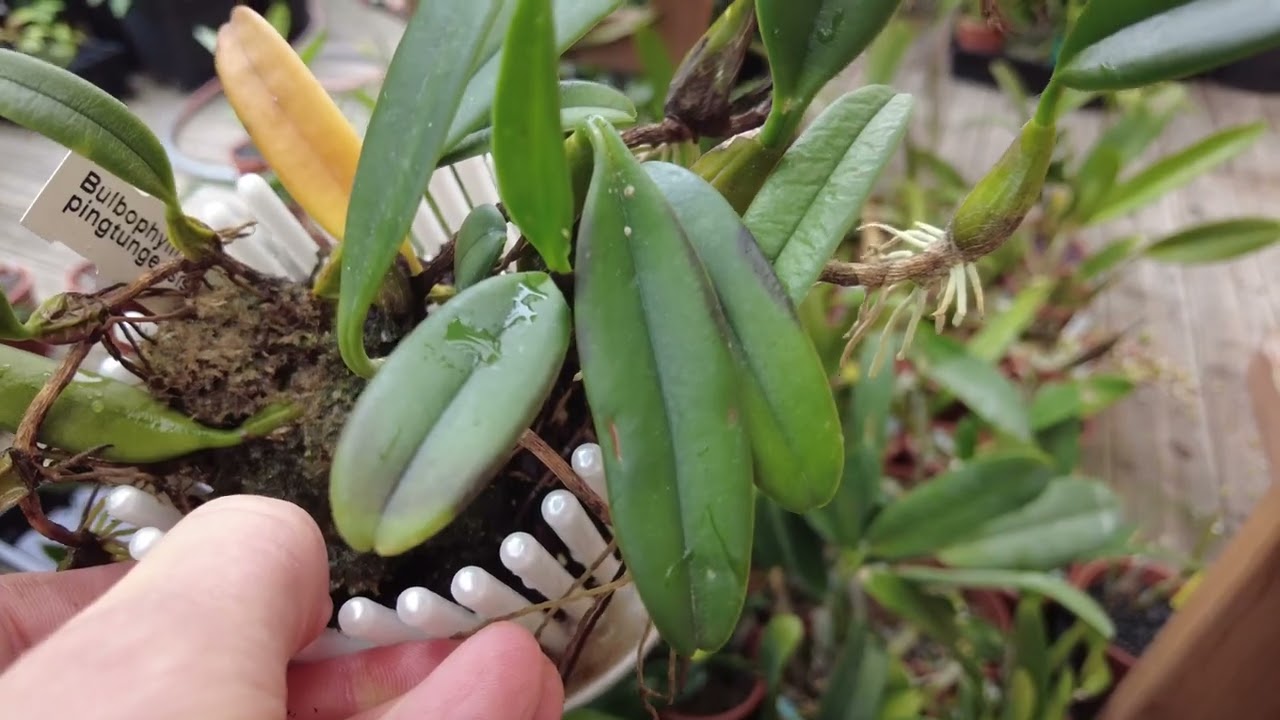 Cattleya & Bulbophyllum - Kalte Nächte - Orchideen rein? - 20.08.2024