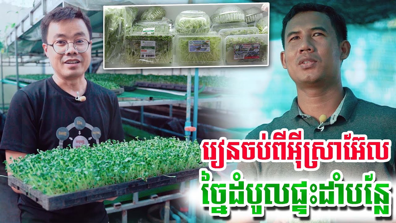 និស្សិតមកពីអុីស្រាអ៊ែល ច្នៃការមើលងាយ មកដាំបន្លែលើដំបូលផ្ទះ ដាក់លក់ក្នុងផ្សារទំនើប