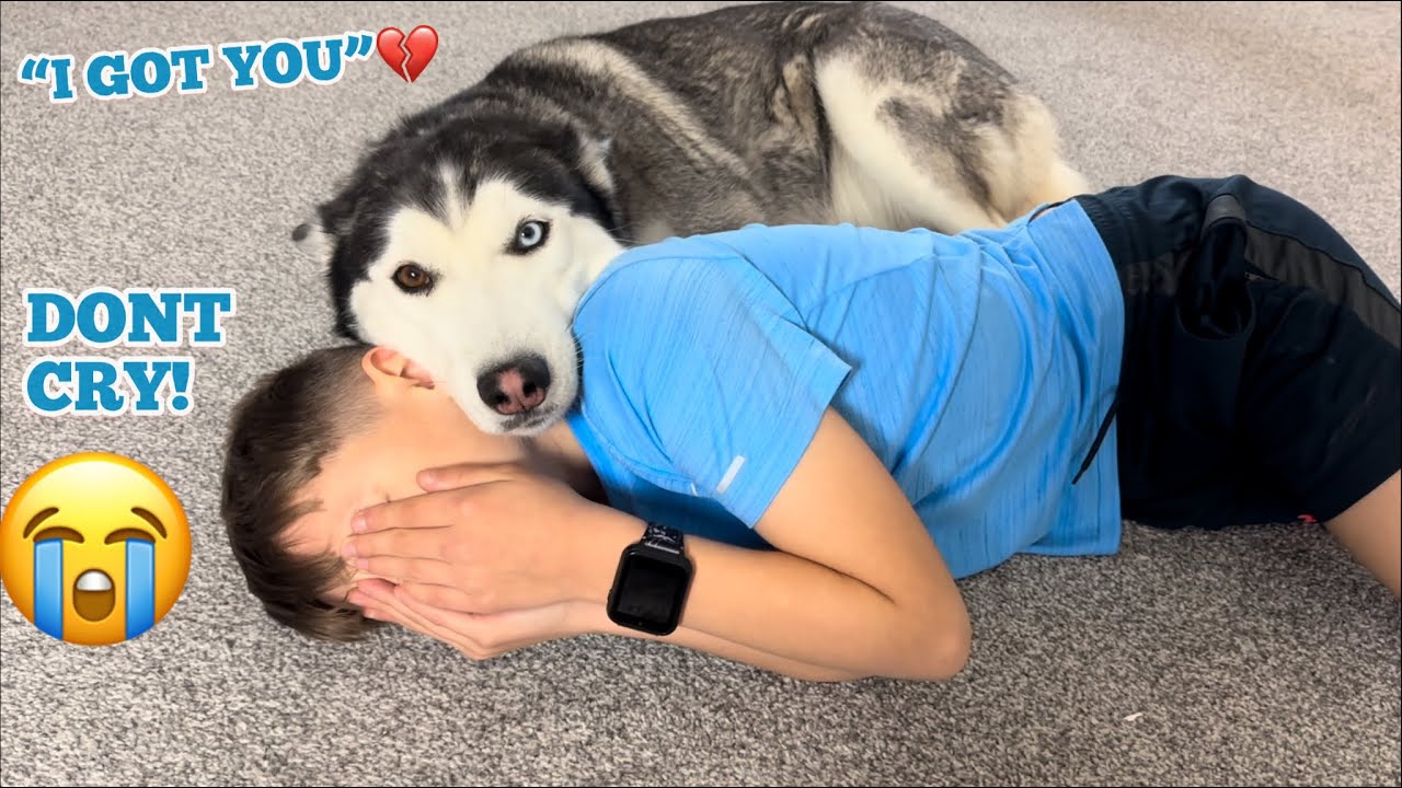 Adorable Huskies Reaction To My Kid Falling & Hurting Himself Prank!😂😭. [BEST REACTION EVER!!]