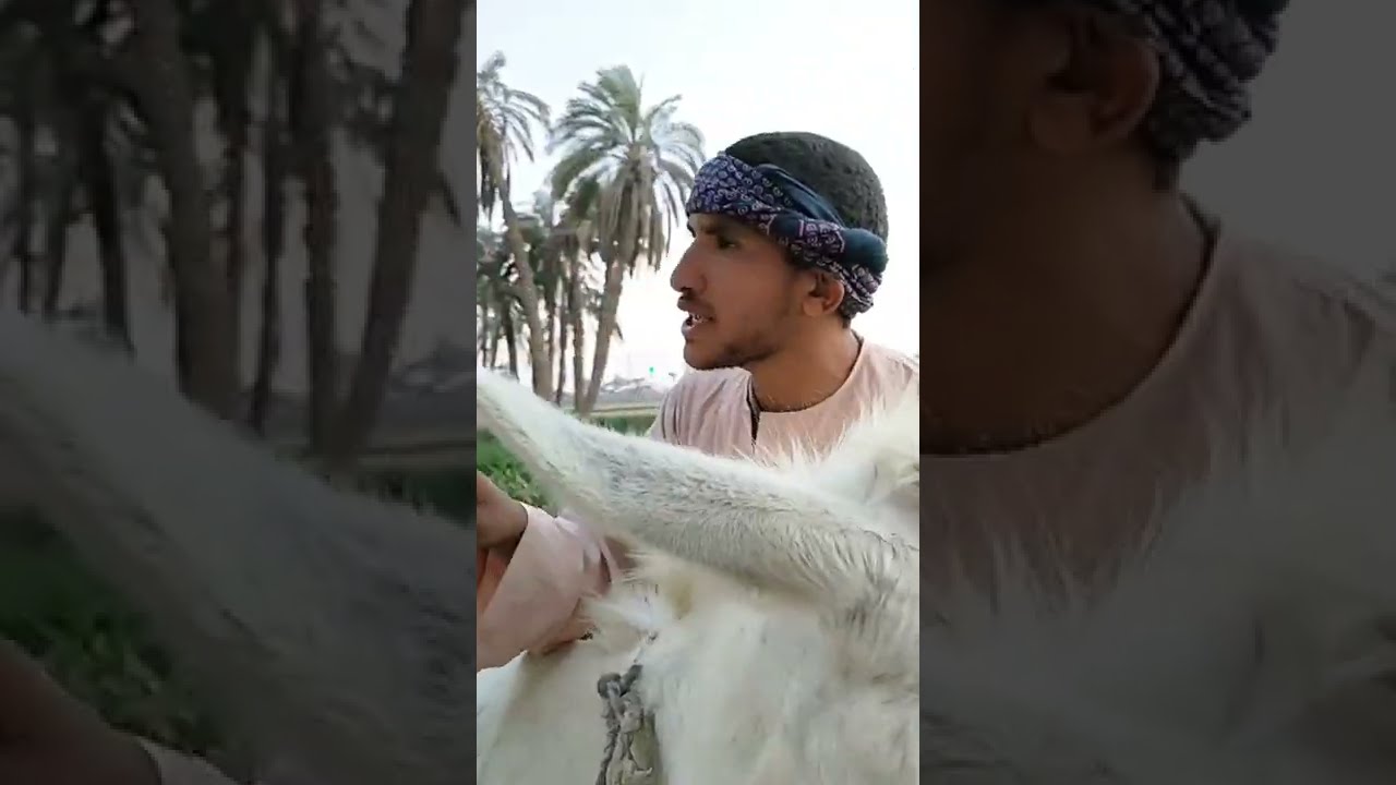 علي بابا | النصاب وأهل القرية 🛖 .. حمار  ب1000000 جنيه 💰🦓💰
