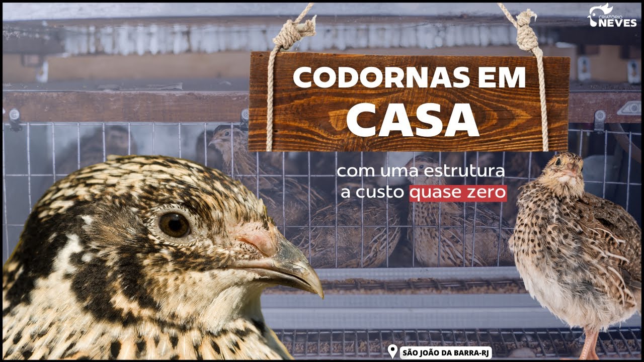 INCRÍVEL estrutura para CODORNAS feita com PALETE DE MADEIRA. custo quase zero