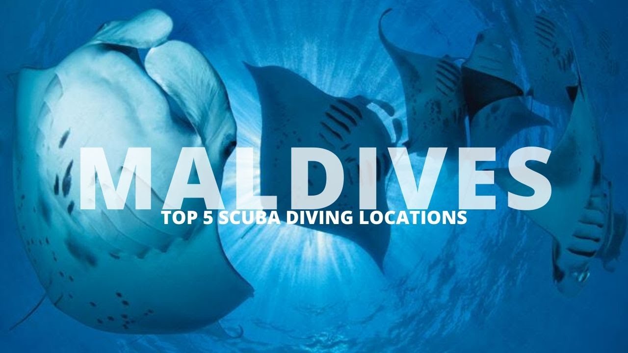 The Best Dive Sites in Maldives! - Critter Hunter