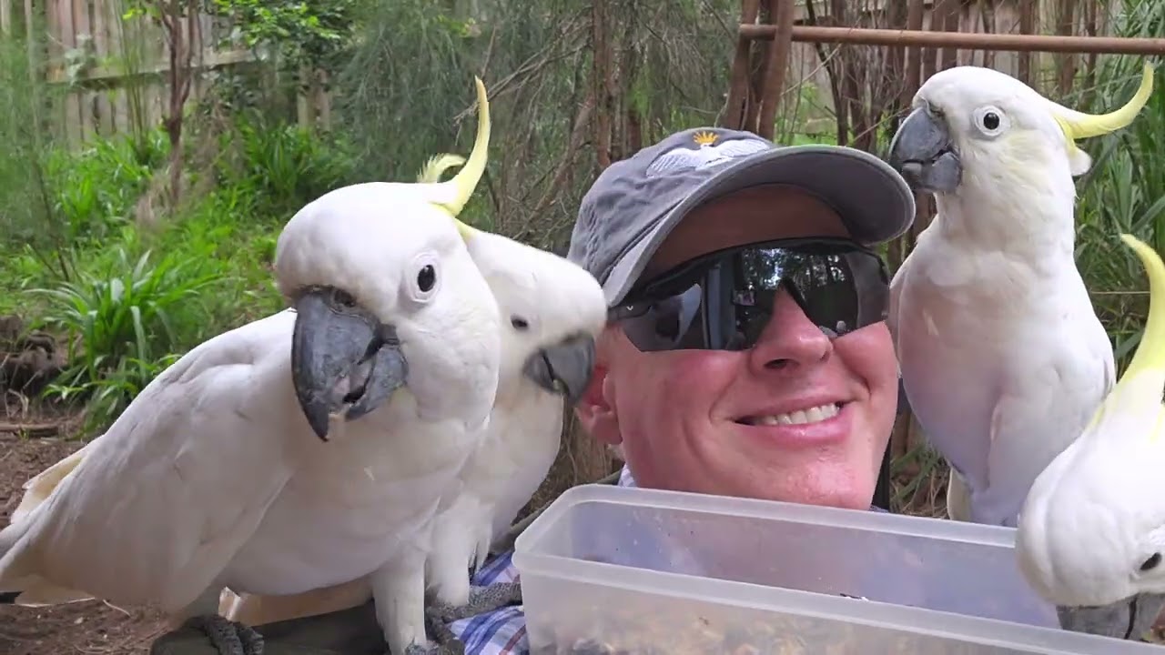FootBirb, Miss Busy Lizzie, Bugsy and other wild feathered friends
