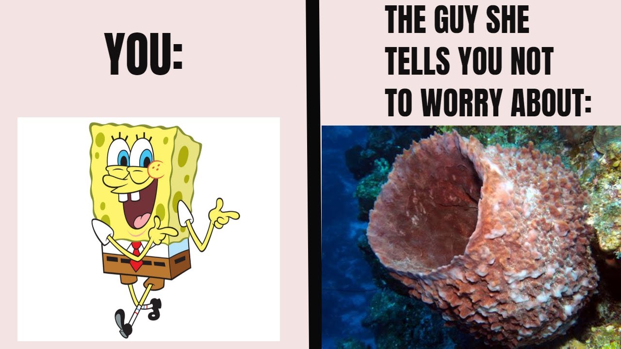 Sea sponges! The water pumping poriferans / Navigation Through Ocean Classification Episode 1