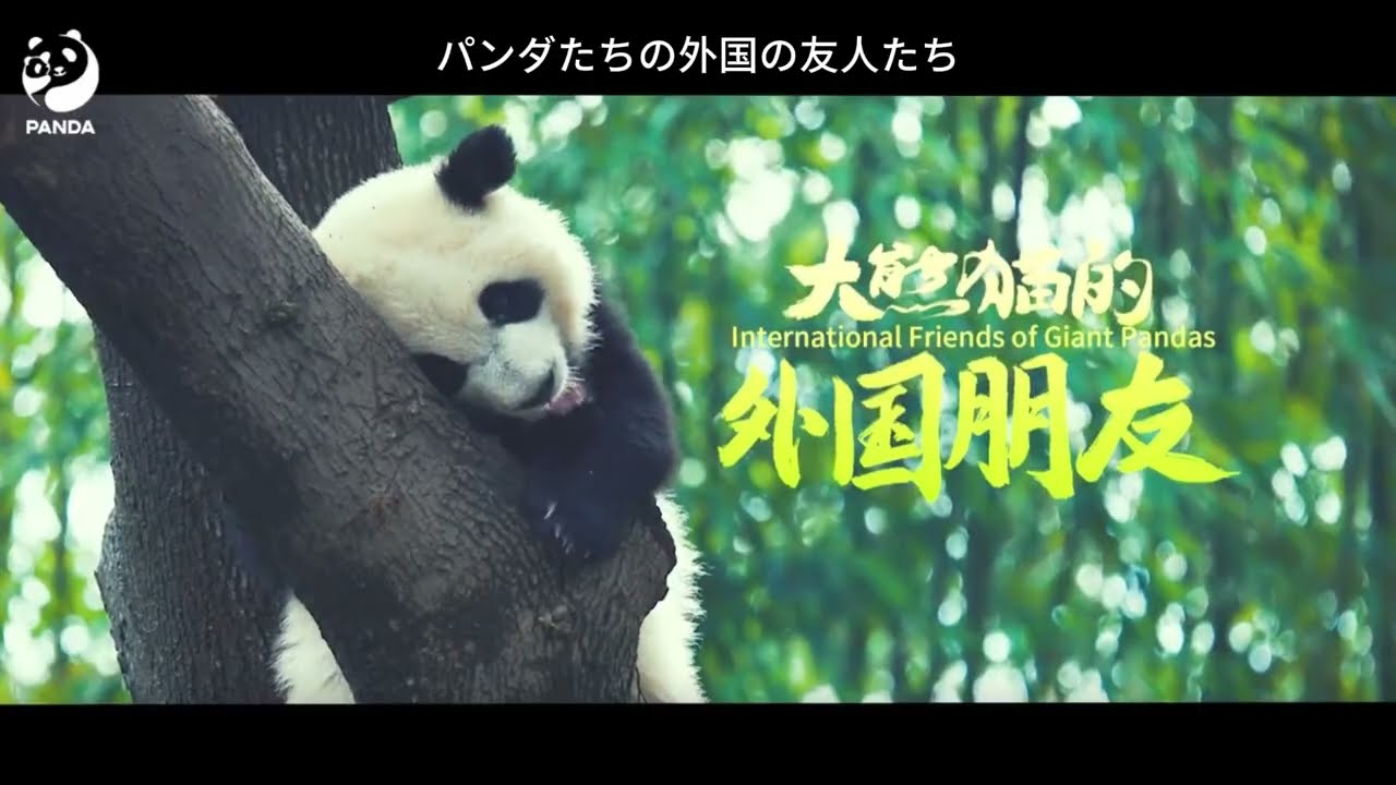 International Friends of Giant Pandas🐼💕大熊猫の外国の友達
