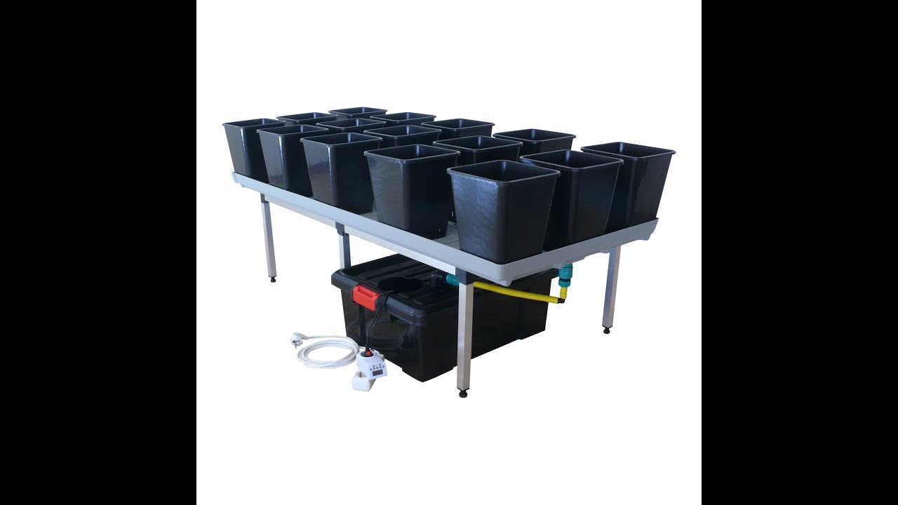 Growing strawberries with eb & flow irrigation system