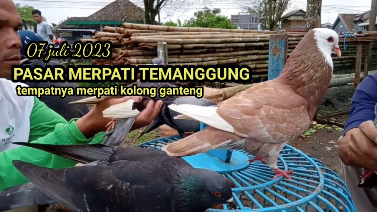 Grebek dan review pasar merpati Ngadirejo Temanggung terbaru.!!!