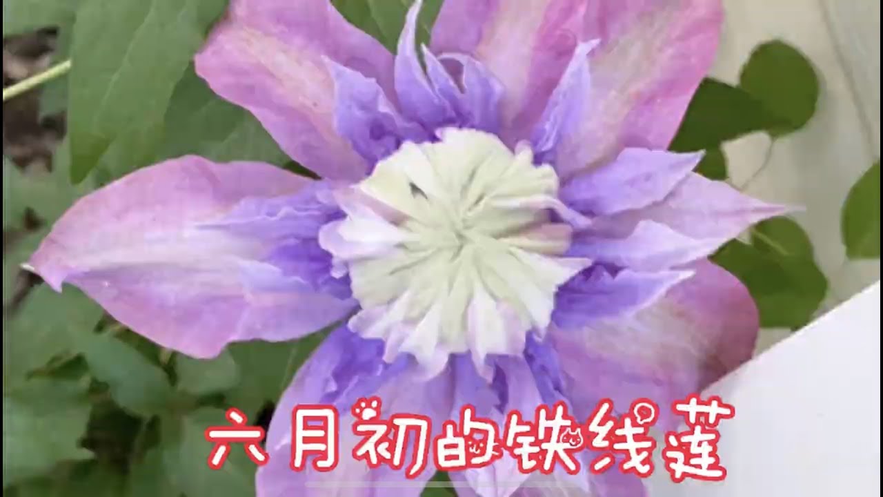 六月初的铁线莲！Viva Polonia 波兰万岁，Diamond 钻石，Sea breeze 海风，daybreak 破晓，Josephine 约瑟芬Clematis