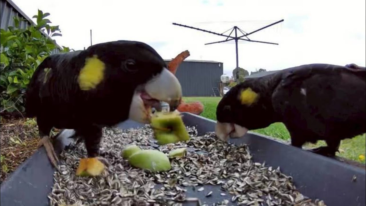 Australian bird feeder cam | 12/1/26  | Yellow tail black cockatoo |  Rainbow Lorikeets | galahs