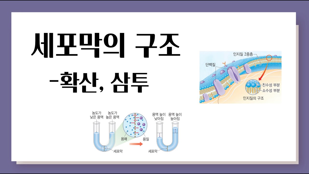 세포막의 구조 l 확산, 삼투