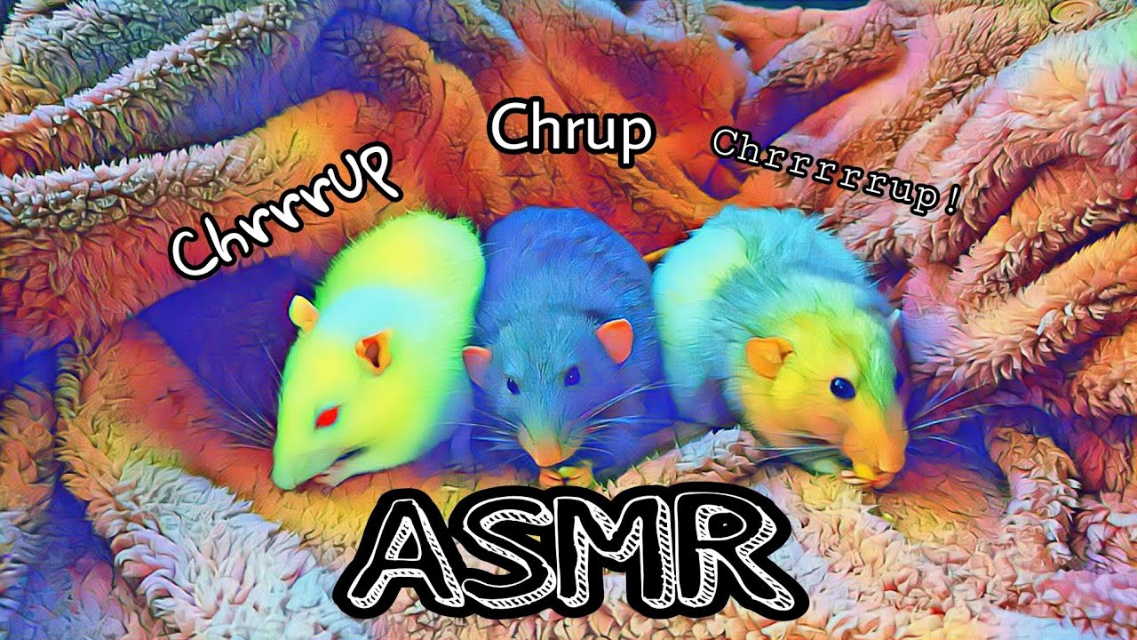ASMR rats / szczurki 💜 (75)