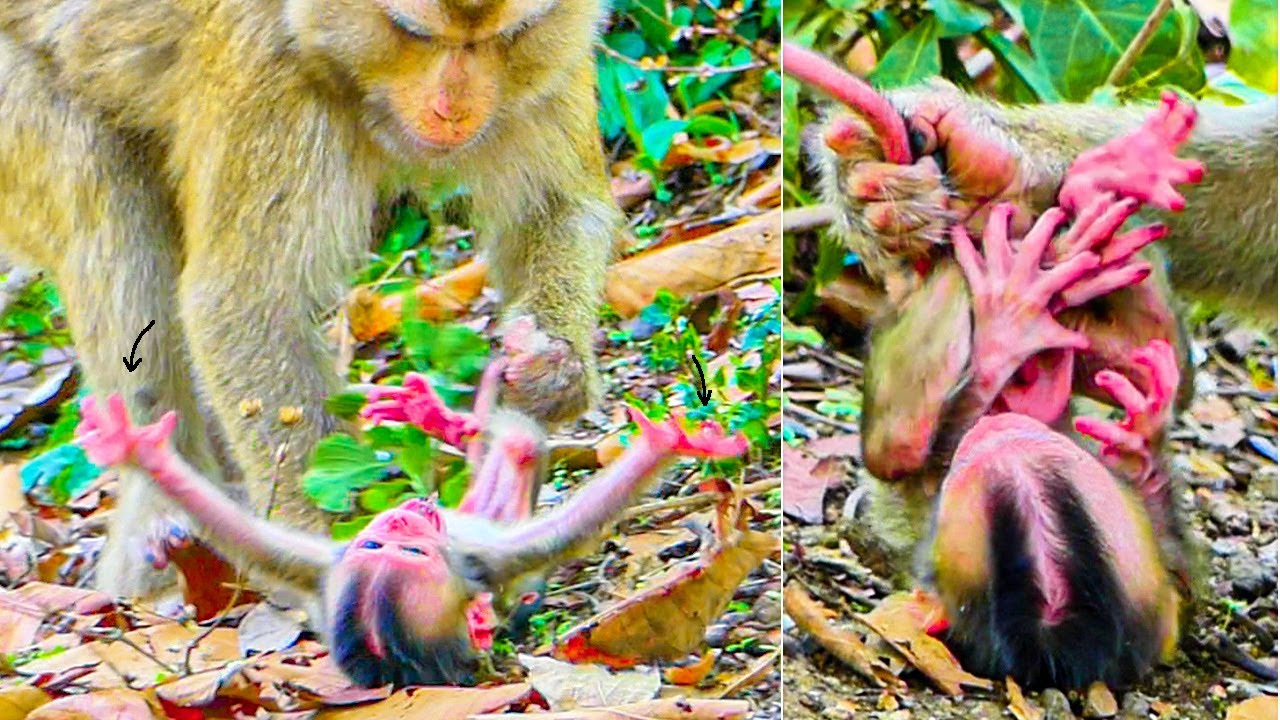 Hybrid monkey newborn mom is not l😥ving-catches the tail drag t😥uching the ground very s a d.