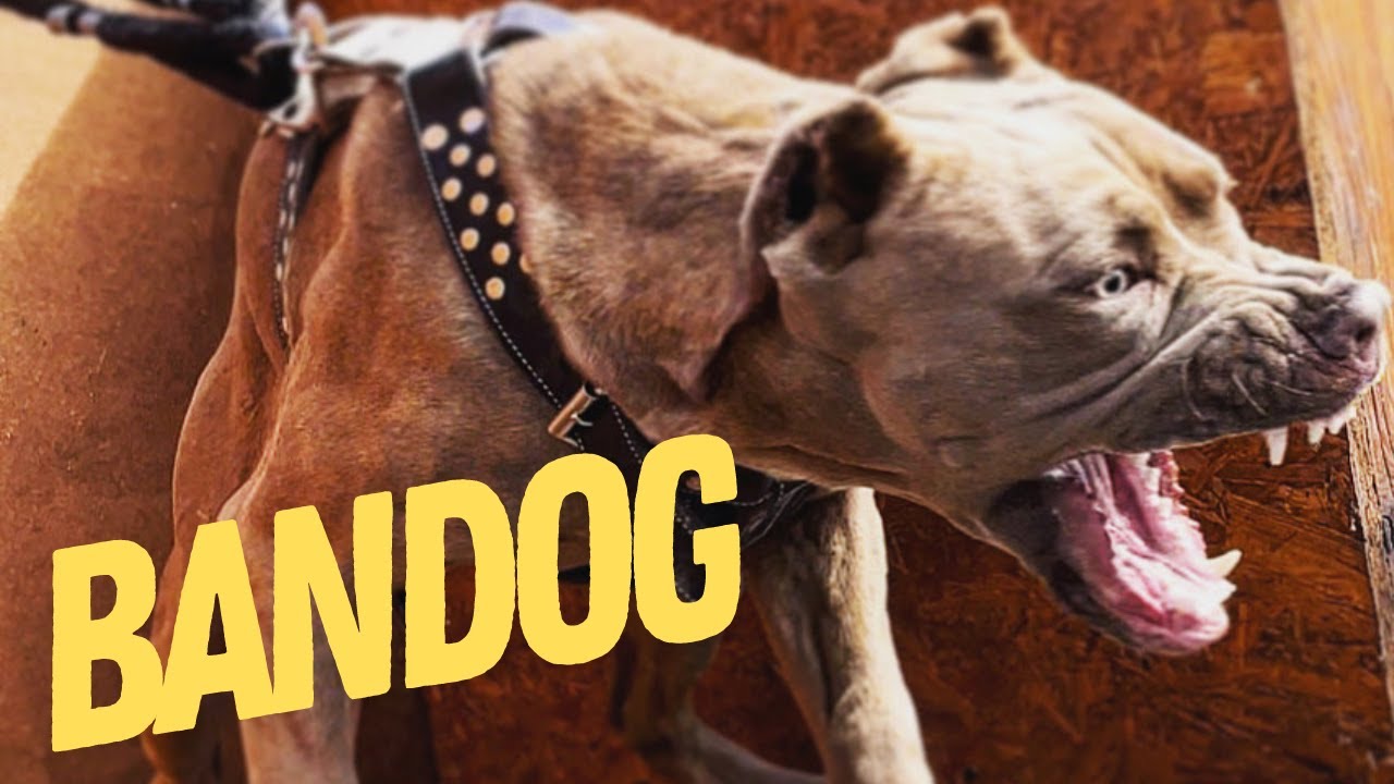 A BANDOG - a tiltott kutyák!