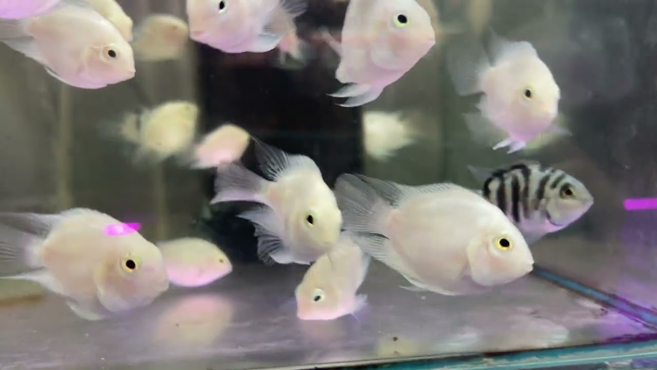 FISH UPDATE PART 3! ANG DAMING PAG-PIPILIANG ISDA! Cartimar Aqualand Alley... June 15,2023