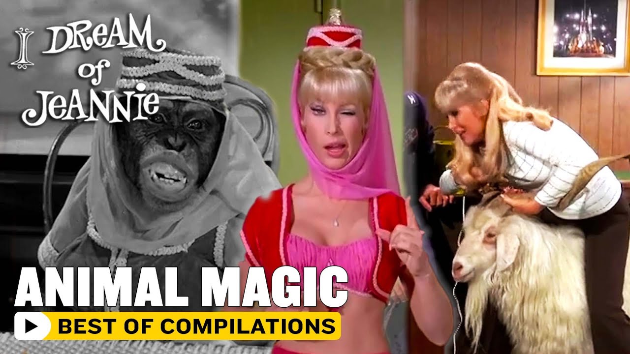 Animal Magic | I Dream Of Jeannie