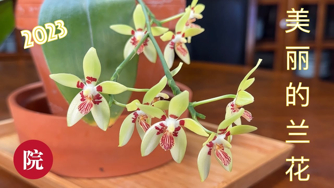 【彬彬有院】花•1121 今年我的美丽的兰花们（2023）；艳花蝴蝶蓝，国兰，Mini香味蝴蝶兰以及几款原生种蝴蝶兰都开花了，香气扑鼻；朋友问，为什么我很久没有更新兰花视频了？和大家说说😄