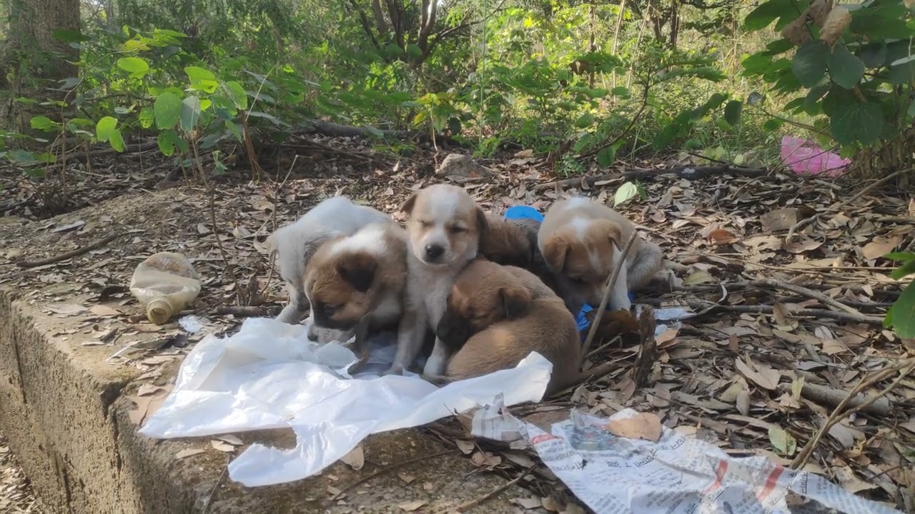 Watch 6 cute little puppies go to sleep in broad daylight.