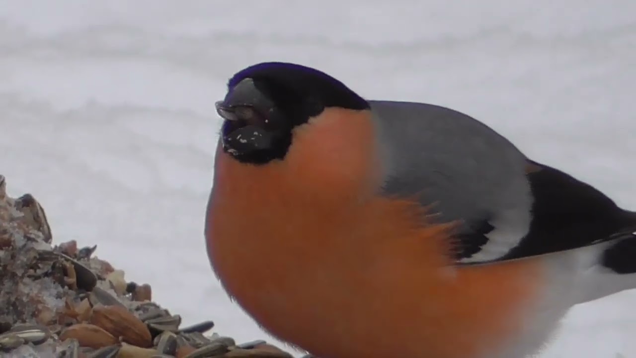 BULLFINCH, DOMPAP. NORWAY.  NORGE.  FEB 16.