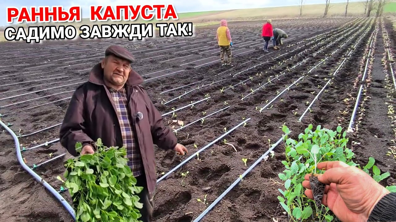 Посадка ранньої капусти. Ось як ми садимо
