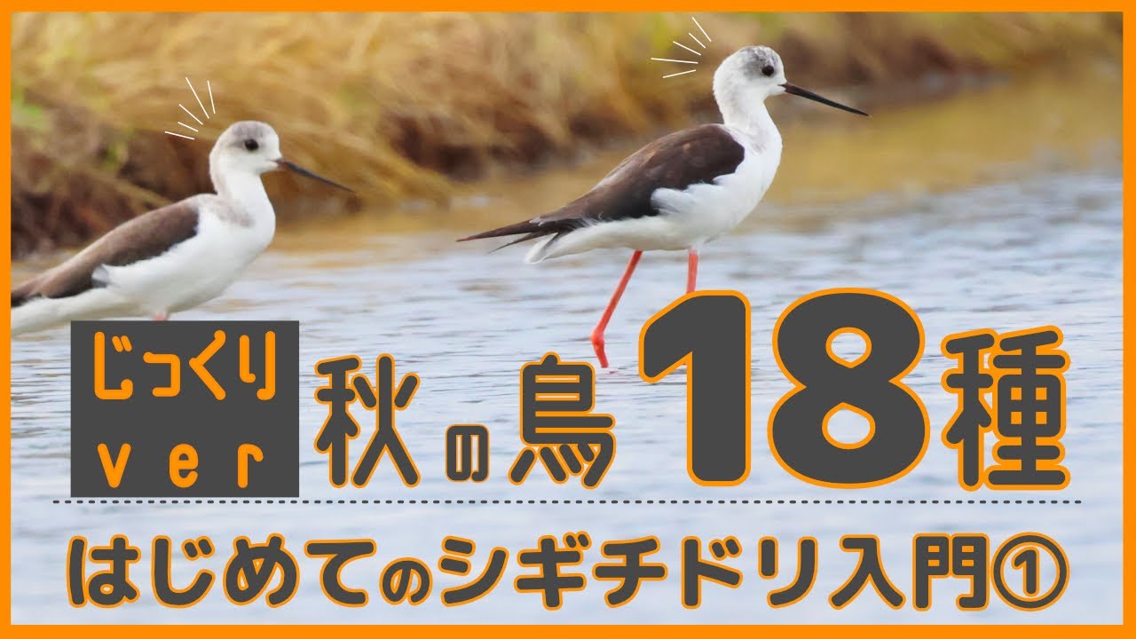 【秋の鳥18種/じっくりver】はじめてのシギチドリ入門①