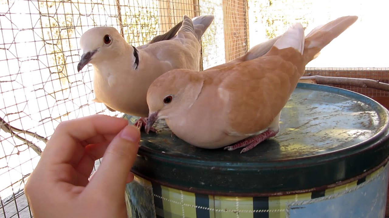 Lovely dovely