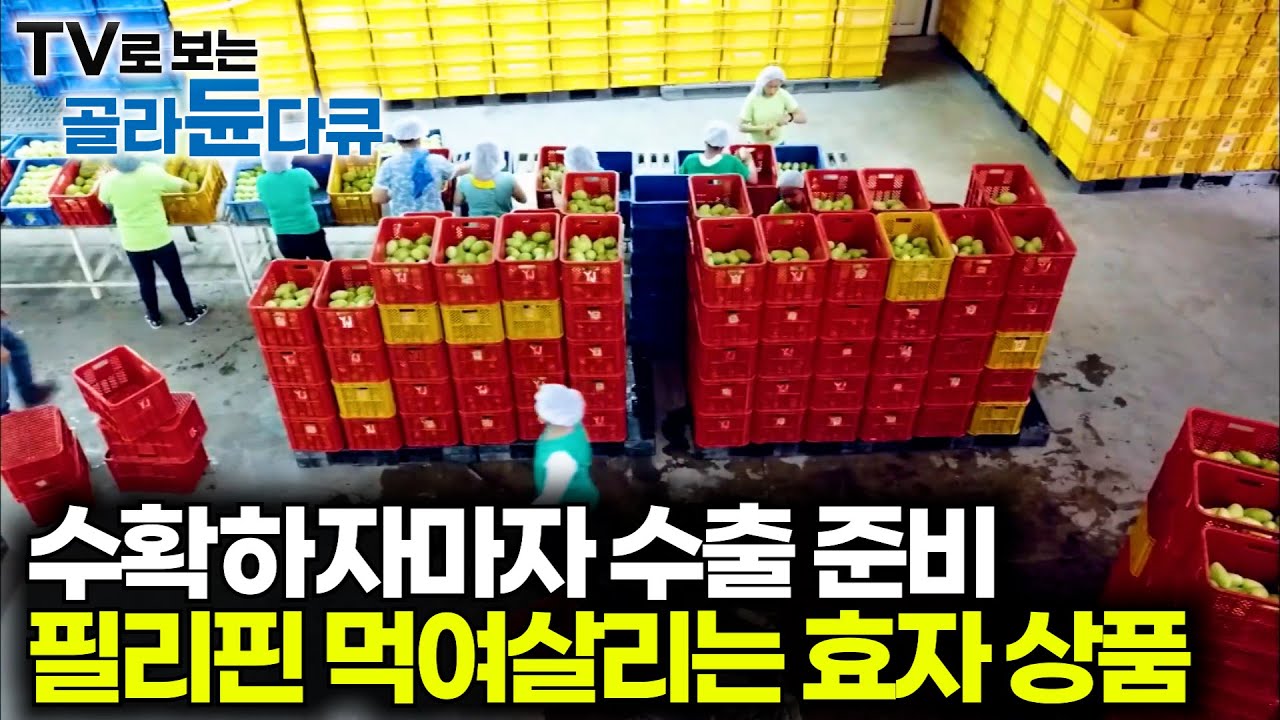 가치 없는 건 현지에서 팔고 최고 등급만 수출한다. 필리핀 망고 한국까지 어떻게 수출되는지 봤더니｜극한직업｜#골라듄다큐