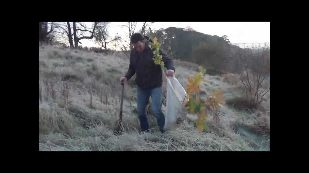 Why plant NATIVE IRISH TREES . (hd).
