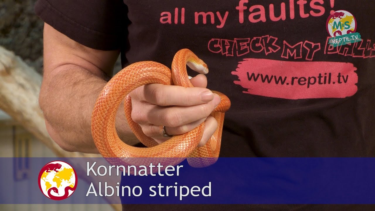 Reptil.TV - Folge 38 - Kornnattern Basics - Teil 1 - Haltung