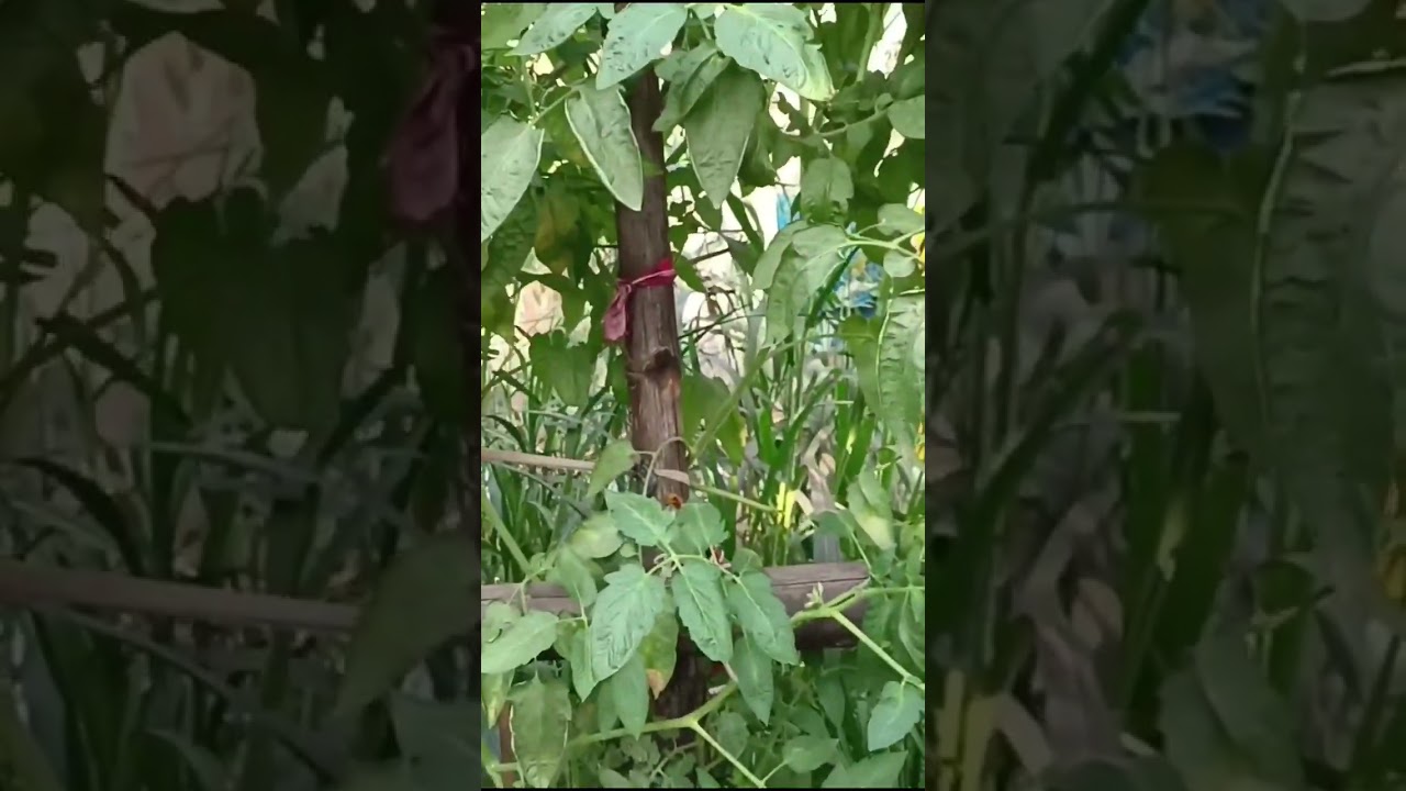 প্রায় ১২ ফুট লম্বা টমেটো গাছের ফলন কেমন হলো দেখেন #foryou #agriculture #টমেটোচাষ #highlight #ফলন 