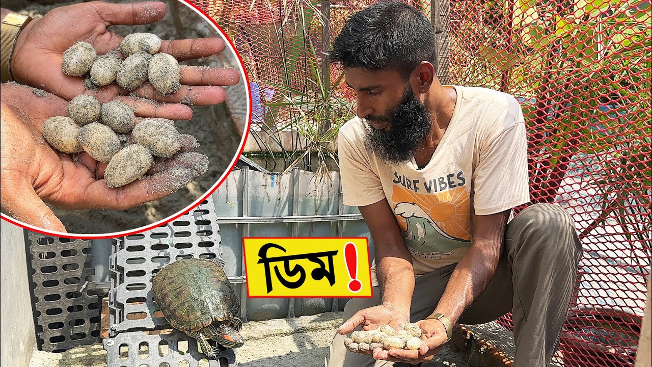 কচ্ছপ ডিম দিলো