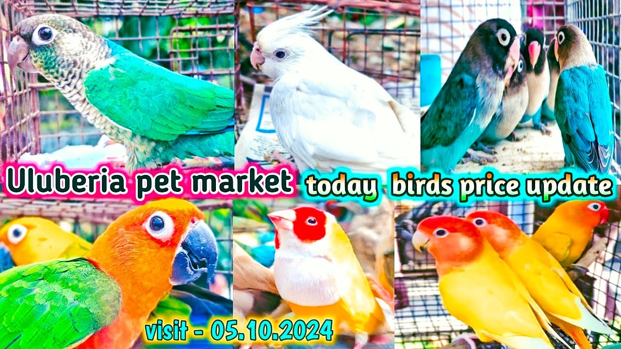 Uluberia pet market . Birds pirce updated  05.10.2024 .Uluberia bird market today .#cheapest #sale