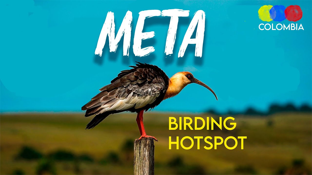 Meta Colombia is the new hotspot for birding &ndash; Colombia Birdwatching