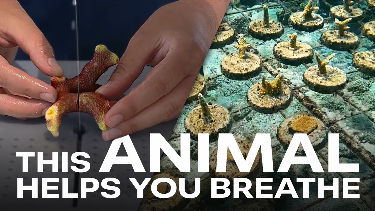 Cutting Up Coral for SCIENCE! - Coral Reef Restoration at UVI
