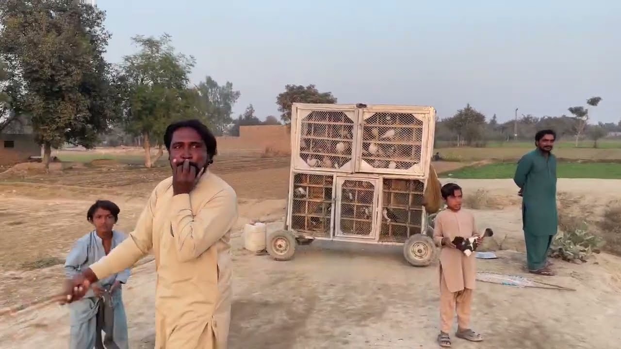 Pigeon flying velog #villagelife #naturelover #discovering 