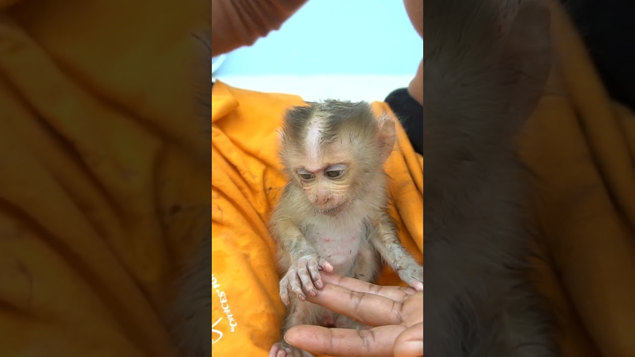 New adorable baby monkey very hungry but he still don't know how to eat milk MP4 Part9