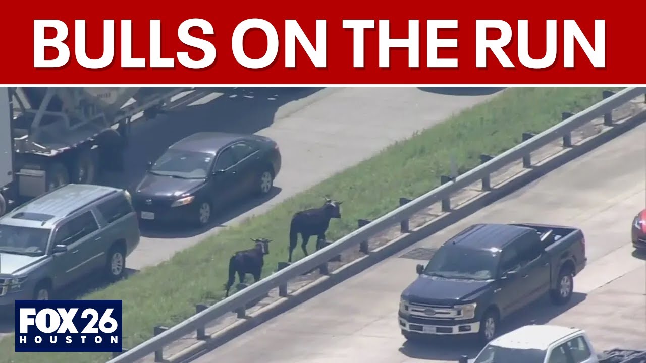 Cows run loose on highway in Houston