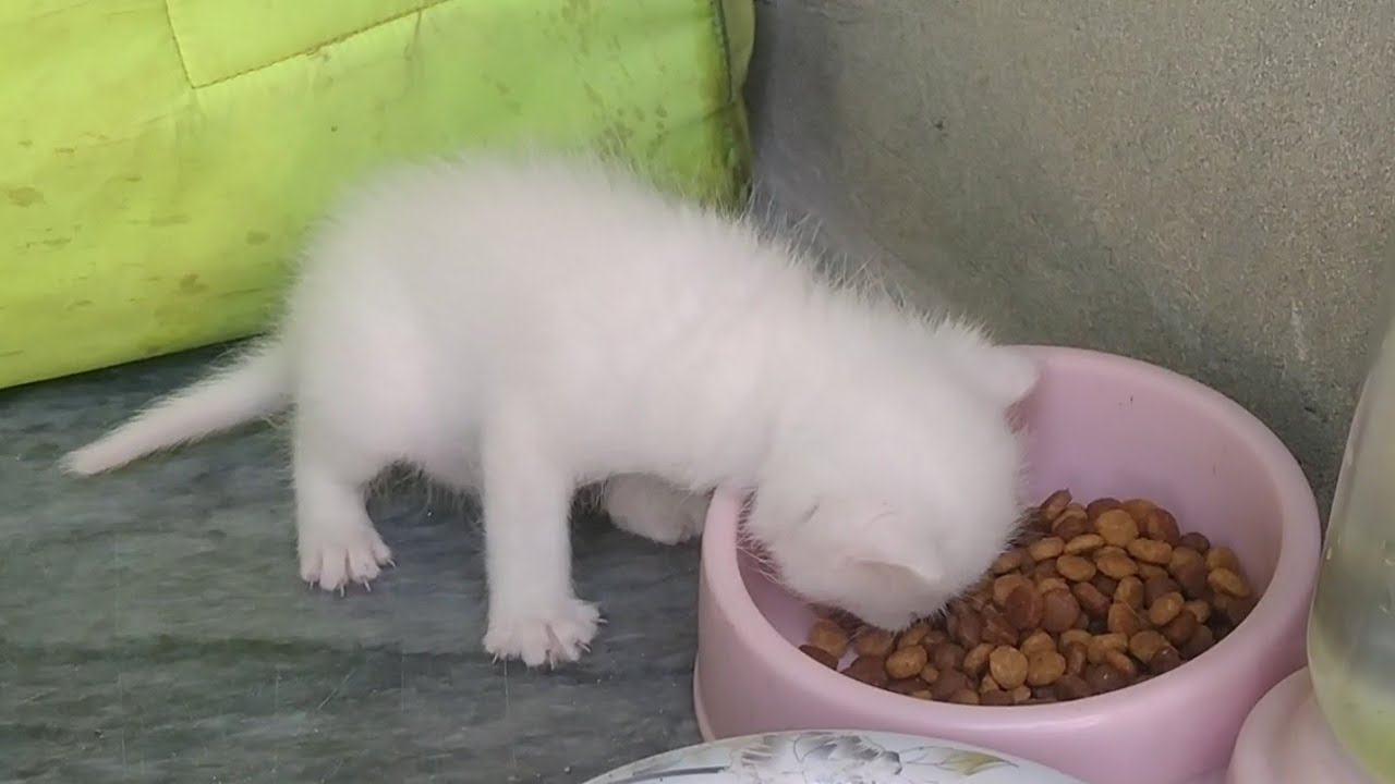 Rescue Kittens Try Chicken for the First Time – Cutest Reaction Ever! 🐱🍗