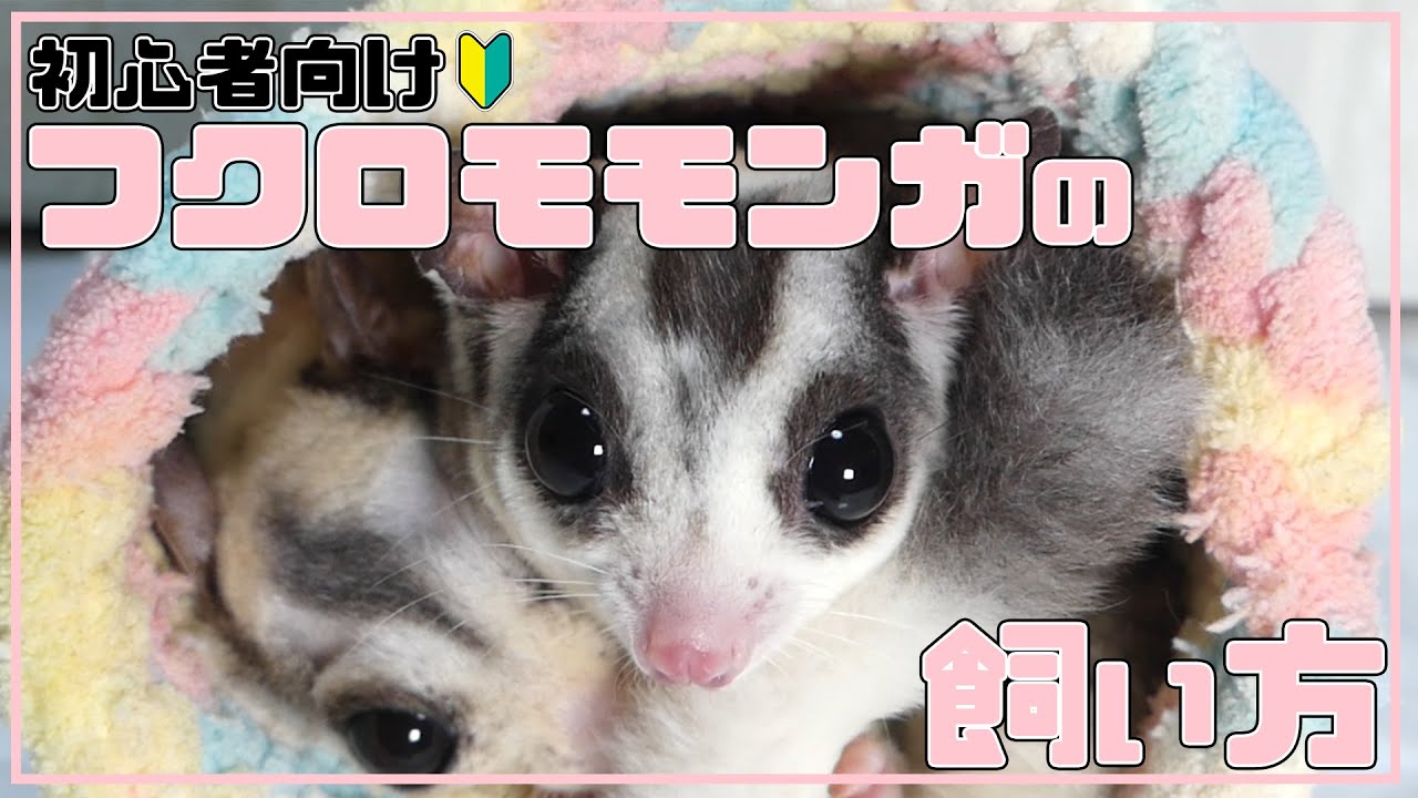 【 初心者向け 】フクロモモンガ の 飼い方 【これからフクロモモンガを飼おうと思っている方へ】