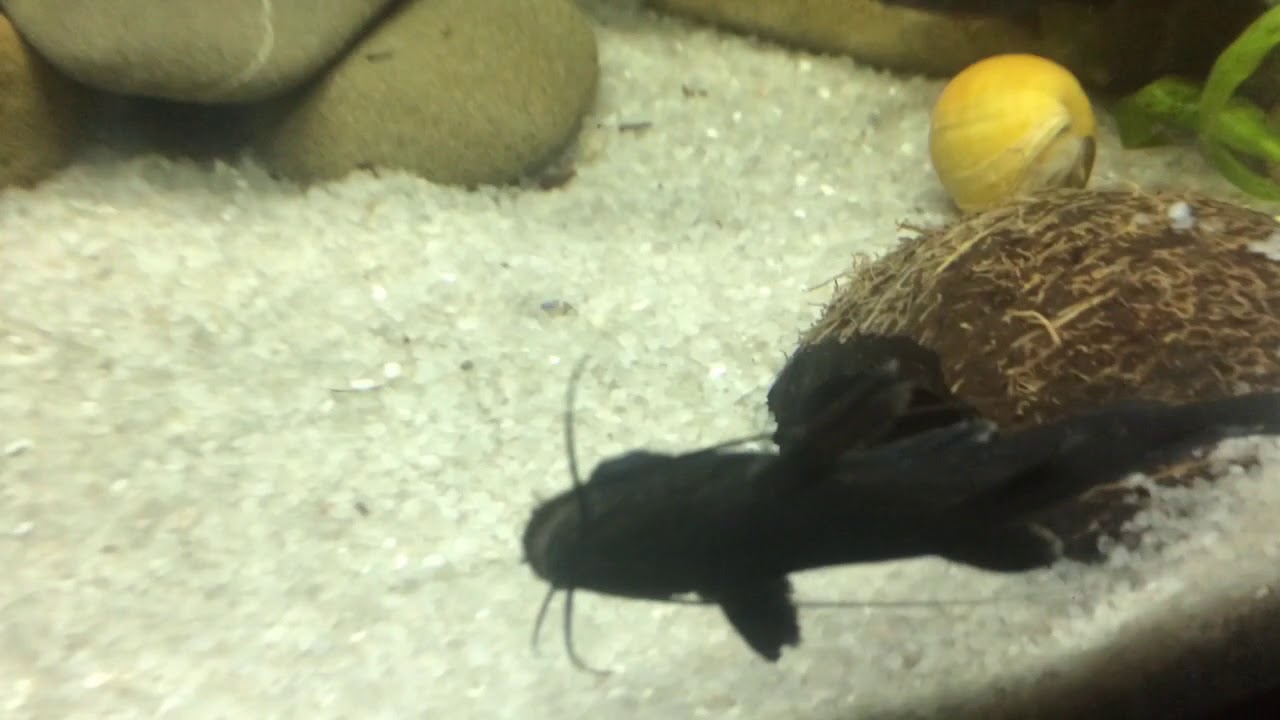 Asian Upside down catfish