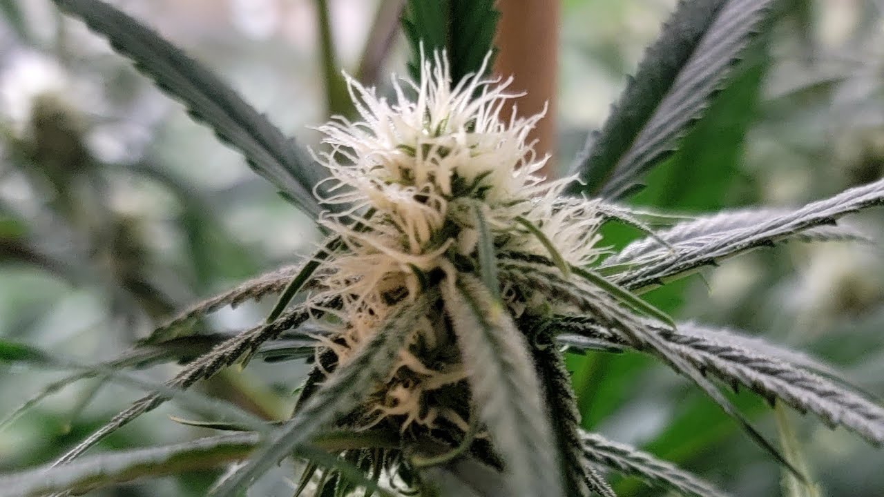 Indoor Grow Cannabis Week 2 Flower Dark Heart Nursery Strains