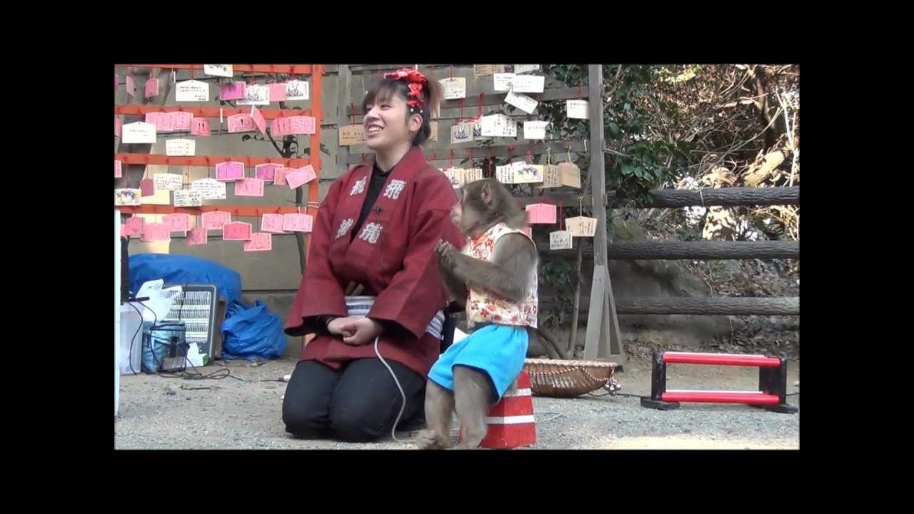 江の島　猿まわし 「えみ＆たけお」　（2012.01.14）