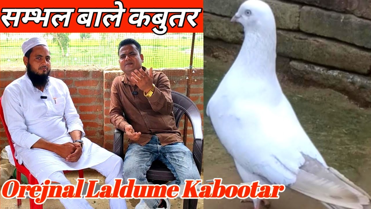 Laldume Kabootar ! Laldume Kabutar ! Sambhal Wale Kabootar ! Arshad idrisi pigeon