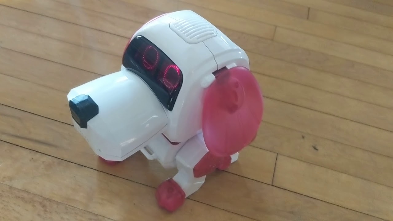 Walking Poo Chi: First run
